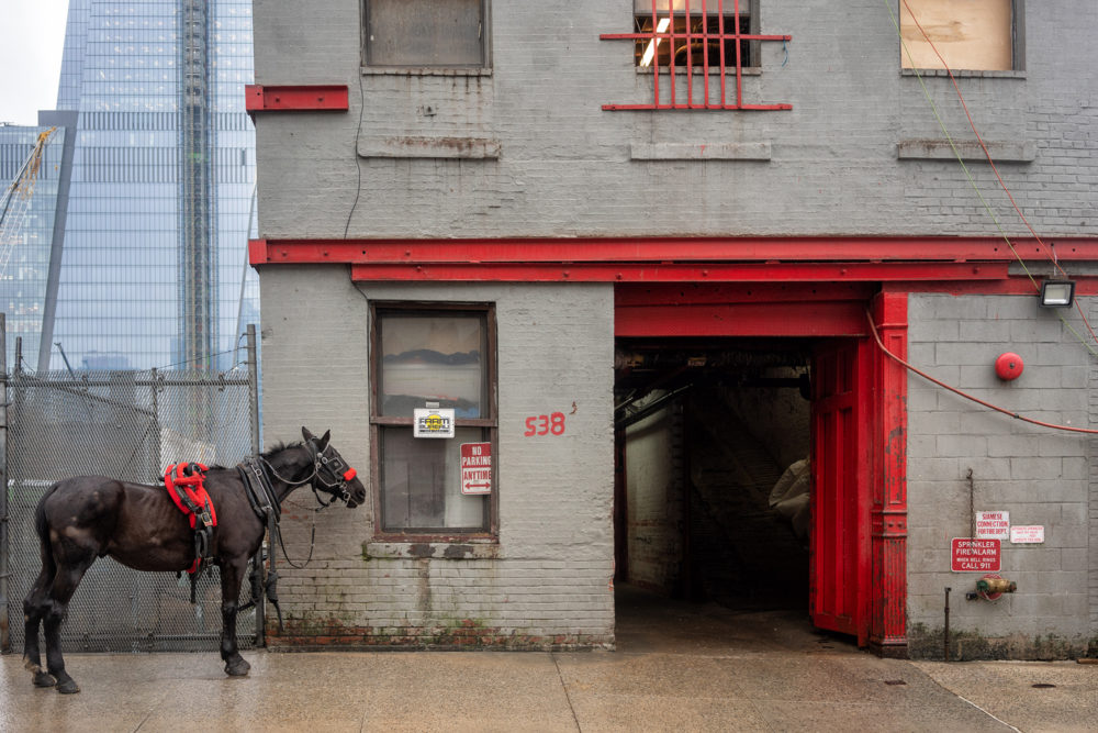 Horse, West 38th Street